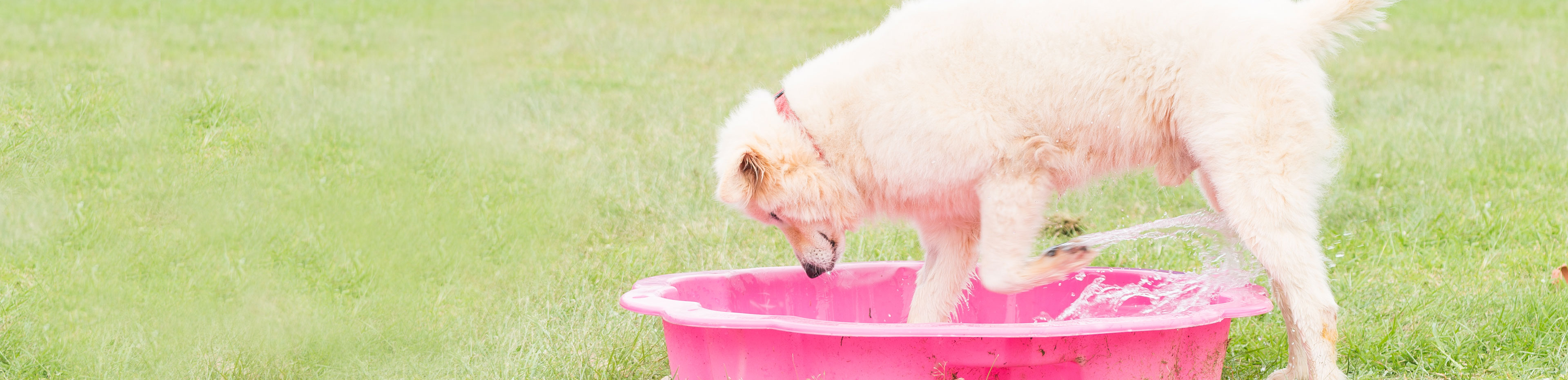 dog playing in clam shell full of water